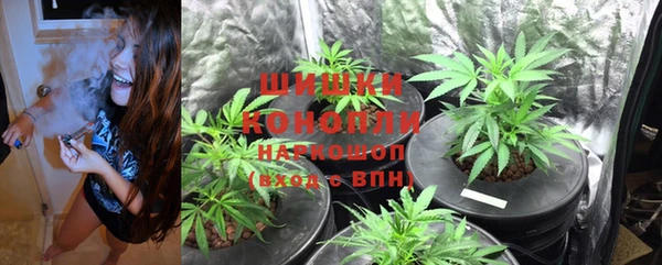 индика Абаза